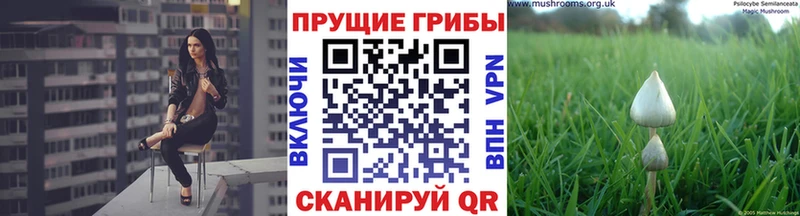 Псилоцибиновые грибы Psilocybine cubensis  Черемхово 